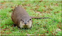 TQ3643 : Otter Cub at the British Wildlife Centre, Newchapel, Surrey by Peter Trimming