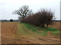 Field boundary hedge near Lodge Farm