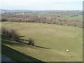 Sheep grazing in a field near Nelson