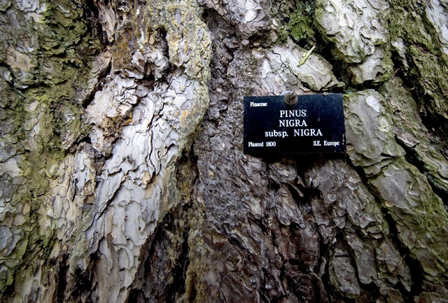 'Tolkien' Tree, Oxford