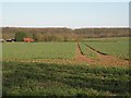 Farmland at Genesis Green