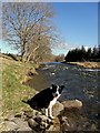 The River Teviot, Midshiels