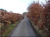 SH7762 : Beech hedges on the lane near Llanrhychwyn by Jeremy Bolwell