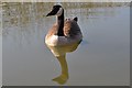 SK4074 : Canadian Goose by Ashley Dace