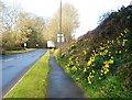 Daffodils near Brixham