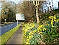 Daffodils near Brixham