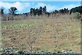 Young deciduous plantation above the A2 at Bealach-beg