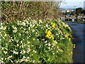 Narcissi and daffodils near Three Beaches, Waterside