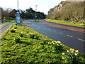 Daffodils near Three Beaches, Waterside