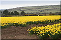 Daffodils near Whistling Winds Farm