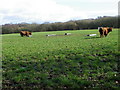 Highland cattle, Organford