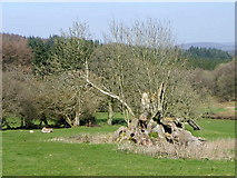 ST7738 : Old tree near Gare Hill by Maigheach-gheal
