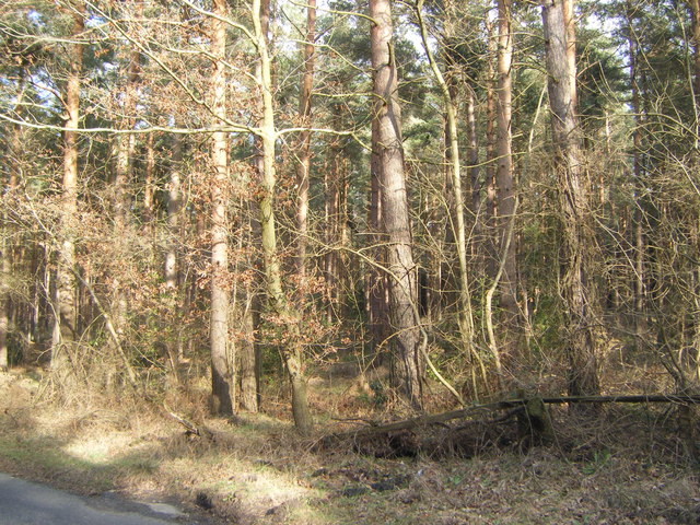 Birchy Wood
