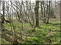 Woodlands, daffodils