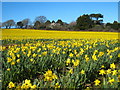 Field of daffodils at Roskrow