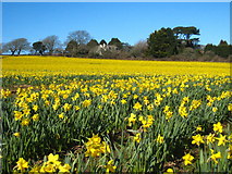 SW7635 : Field of daffodils at Roskrow by Rod Allday