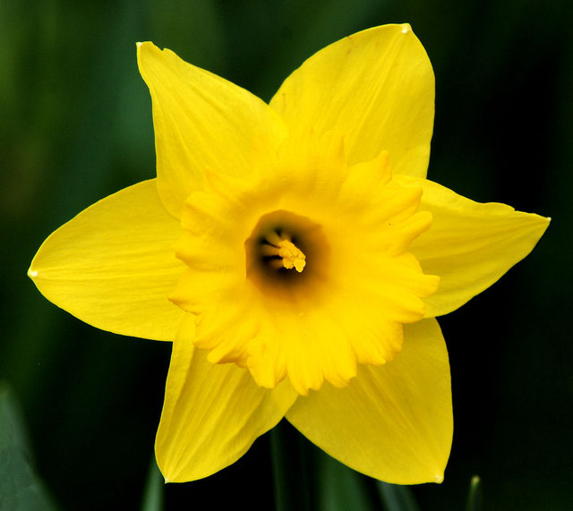 Daffodils, Belfast (5)