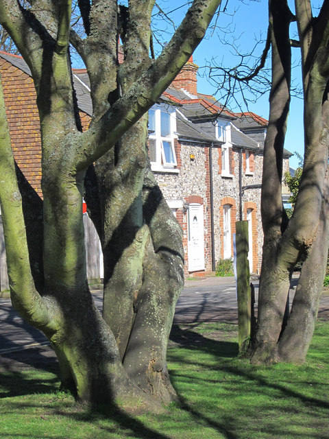 Twisted Trees © Oast House Archive Geograph Britain And Ireland