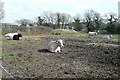 Cattle at Wytch Farm