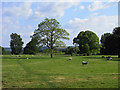 Pasture, Pewsey