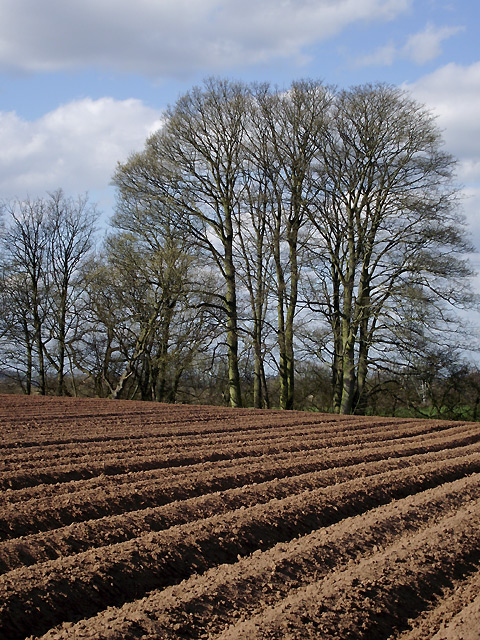 A Shropshire potato field south of Beckbury