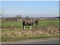 Horse Grazing - Tyersal Lane