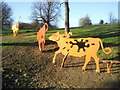 Shenstone Park cows