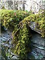 Close up of mosses and lichen, Ynys-Hir