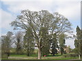 Beech tree near Grimblethorpe Hall