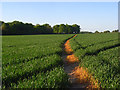 SU4877 : Farmland, Beedon by Andrew Smith
