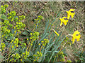 Wood Spurge and daffodils