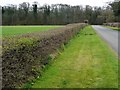 Flat-topped hedge