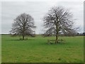 Winter trees, spring flowers