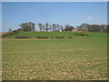 View towards Mount Pleasant