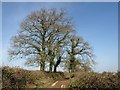 Trees on Cranishaies Lane