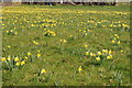 Wild daffodils, Kempley.