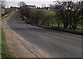 Daffodils on Arthur Lane