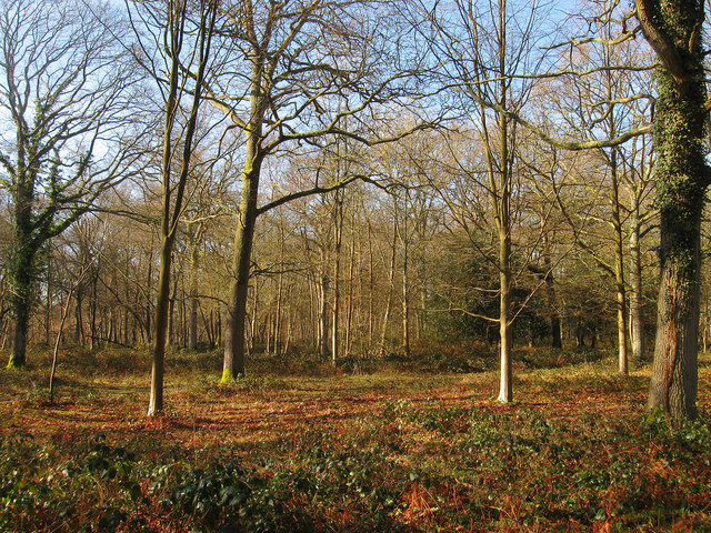 Plashett Wood © Simon Carey cc-by-sa/2.0 :: Geograph Britain and Ireland