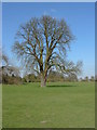 Laleham Park