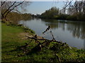 The Thames, Laleham