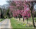 Flowering trees beside Slopers Road, Kidd