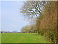 Hedge line near Wincombe