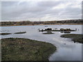 Shibdon Pond Nature Reserve