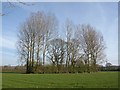 Trees around pond, Peradon Farm