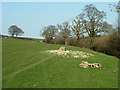 Water trough by footpath 3P