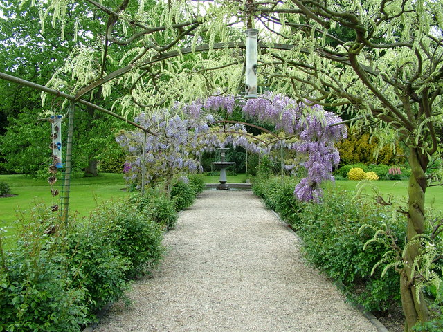 Wisteria arch at Glansevern Hall © Roy Haworth cc-by-sa/2.0 :: Geograph ...