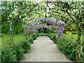 Wisteria arch at Glansevern Hall