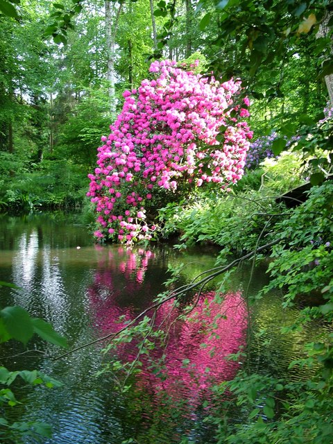 Gorgeous rhododendron at Glansevern