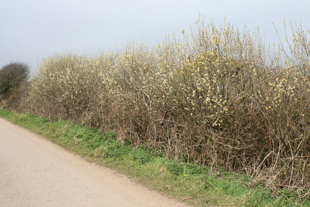 Goat Willow beside the road