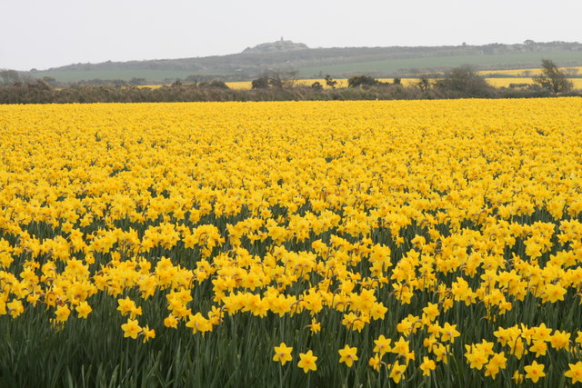 View across daffodils to Crowan Beacon
